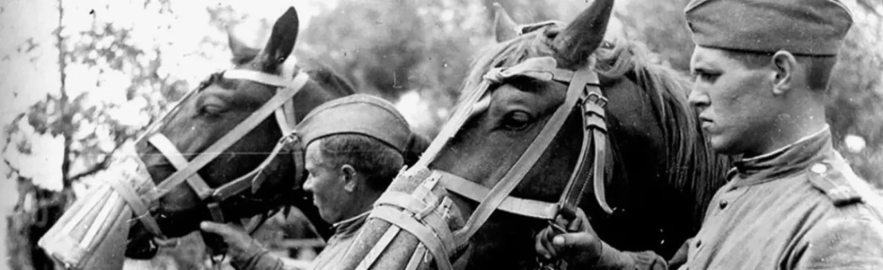 Лошади в Великой Отечественной войне