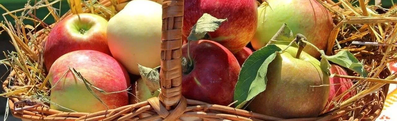 Лето яблочко румянит: Познавательная программа