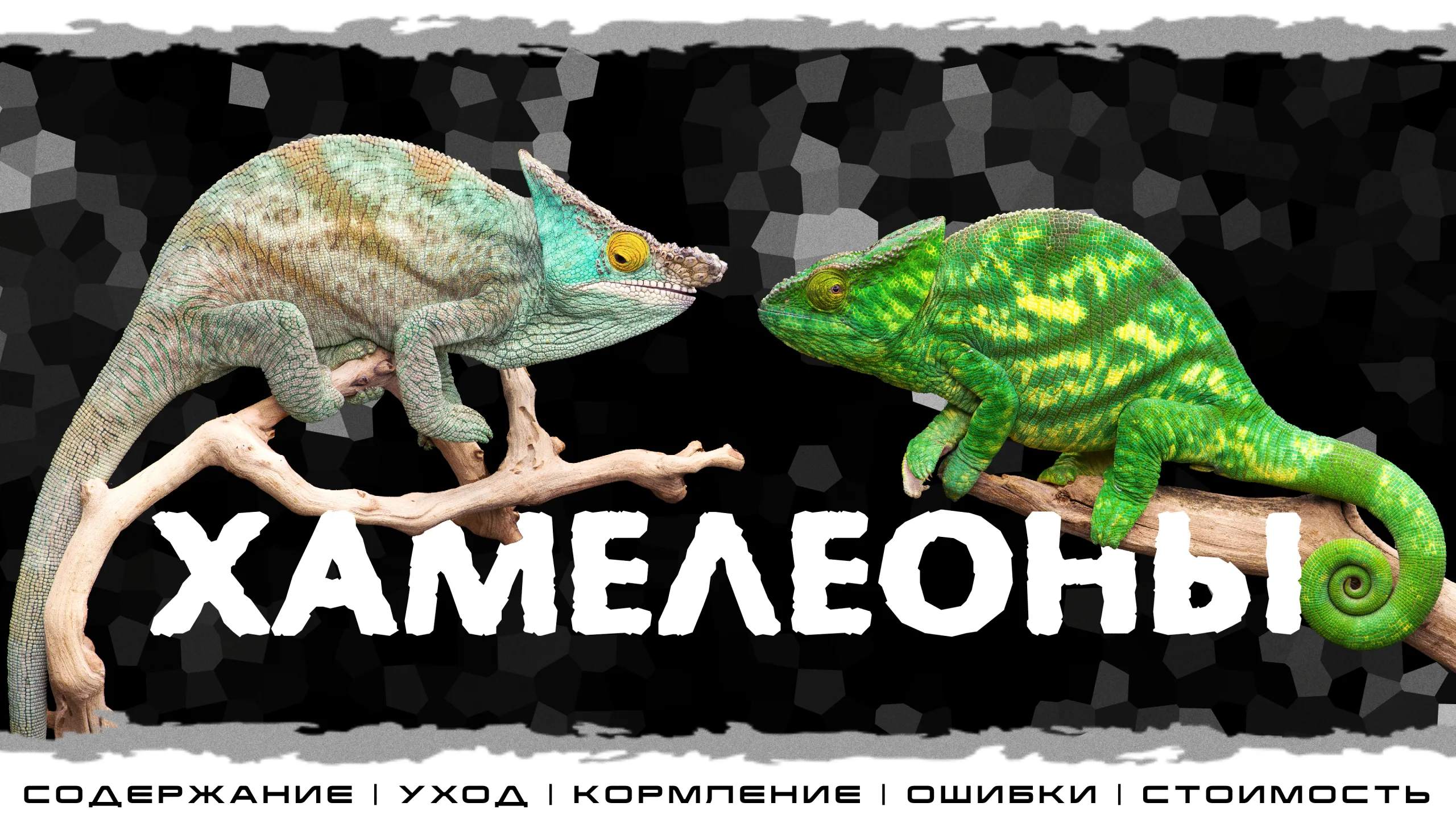 "Хамелеоны" Интерактивное знакомство с Экзотическими животными