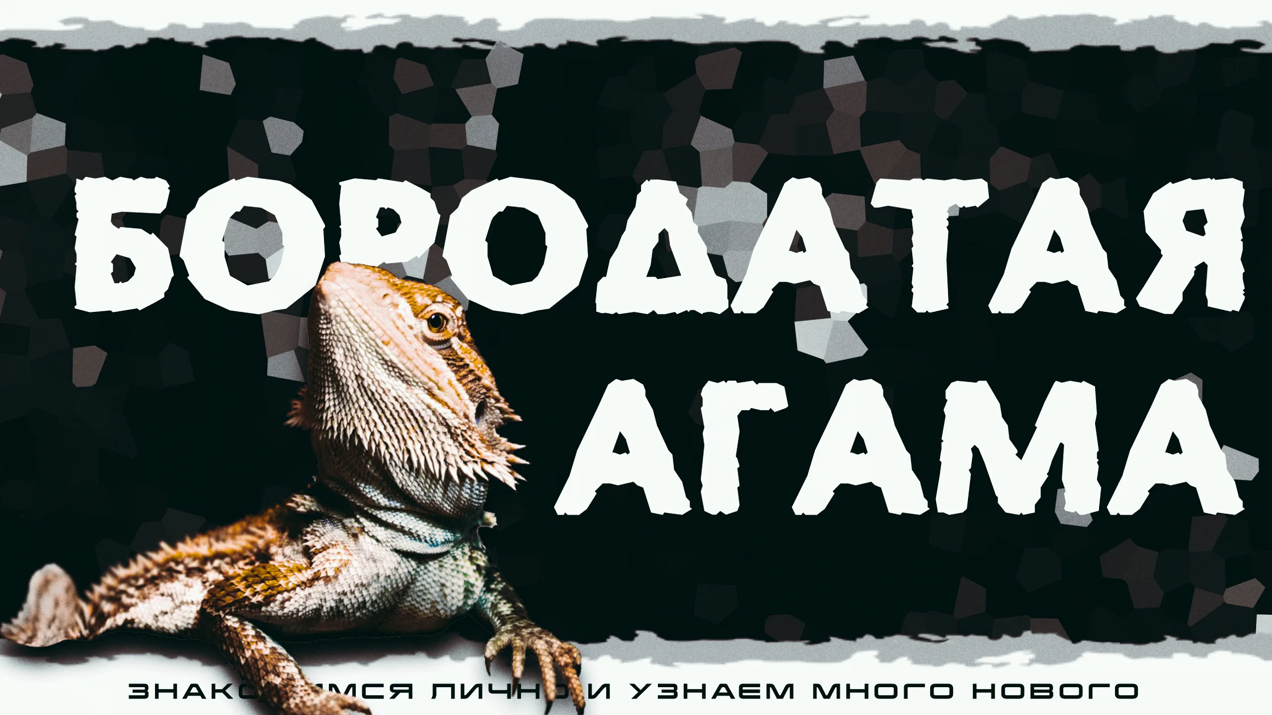 "Бородатые агамы" Интерактивное знакомство с Экзотическими животными